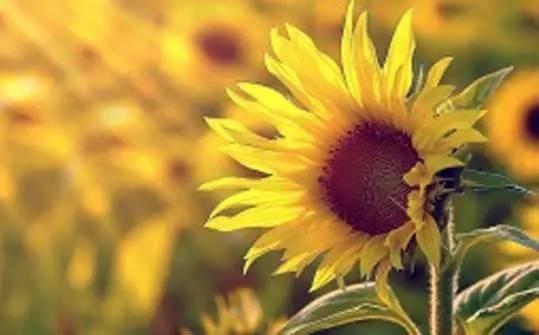 走過去，前面是一片陽光燦爛！