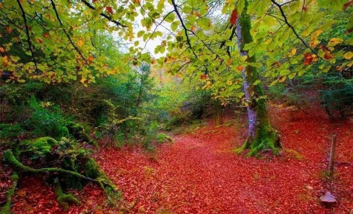 最美板鴨之秋-10個適合秋天休閑徒步的森林公園