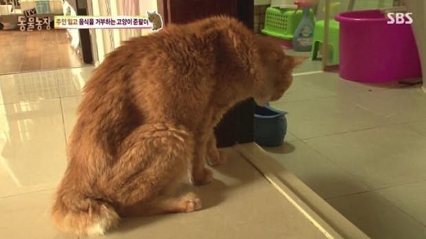 韓國綜藝展示出：棄養對於貓咪帶來的傷害！