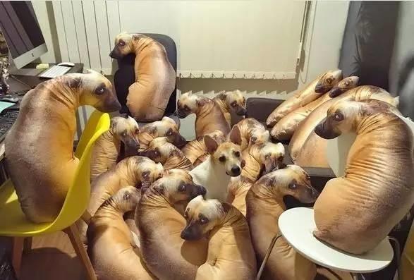 狗狗將自己的狗狗放在抱枕堆里，狗狗的表情也是逆天