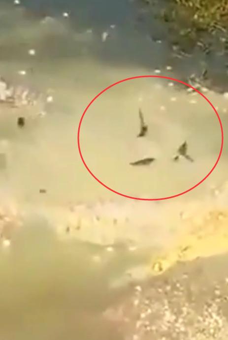 男子把剛孵出來的小雞，倒入池塘餵養怪物！