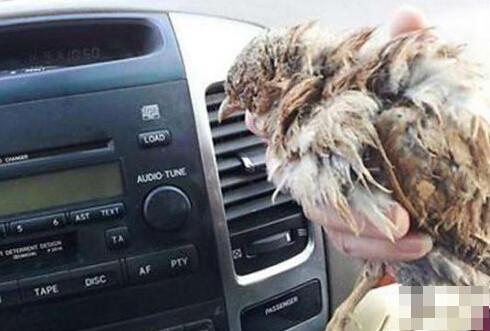 小男孩忽然跳入流沙中：下一幕所有人都為他點贊