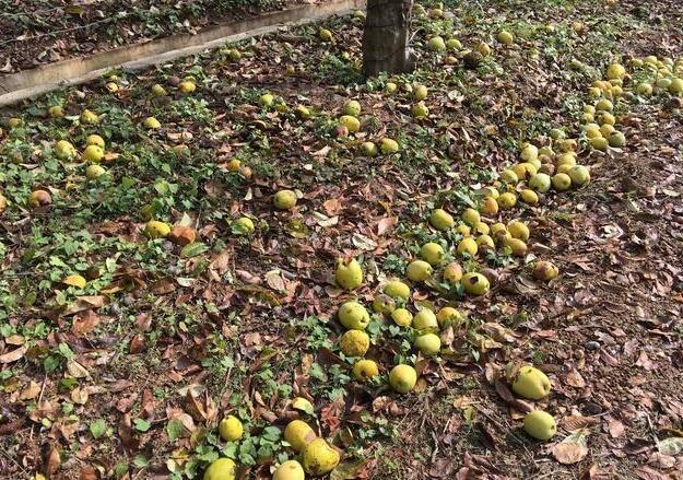 郊外遊玩發現一果樹,果子很像芒果,咬一口笑哭了