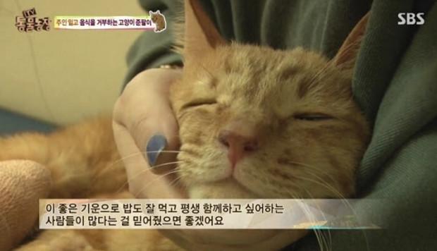 韓國綜藝展示出：棄養對於貓咪帶來的傷害！