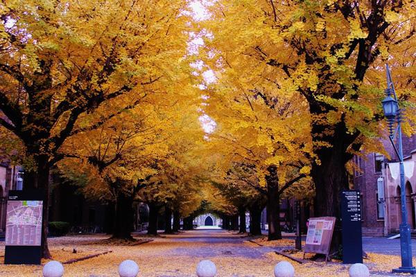 老司機從十個方面教你選所日本好大學！