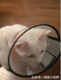 同學家的貓生病了可憐，直到看到病床上的它瞬間笑噴