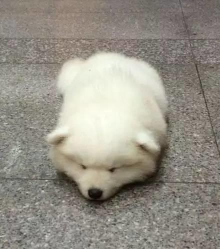 薩摩寶寶躺在地上一動不動，最後看到告示牌我笑噴了