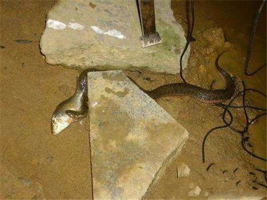 深夜垂釣,不料看見滲人的一幕,結果大叔淡定垂釣