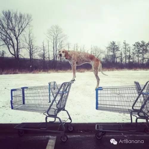 狗狗和攝影師在一起，結果當然是被玩兒壞了