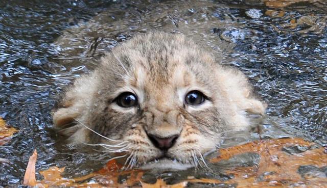 飼養員培養幼獅學游泳，涉水幼獅樣子萌萌噠，甚是討人喜愛