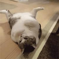 剛看這隻喵的時候覺得是美男子，但一看它的身材