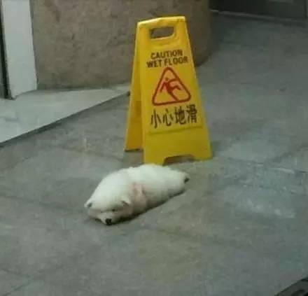 薩摩寶寶躺在地上一動不動，最後看到告示牌我笑噴了