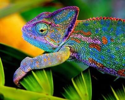 世界上最漂亮的變色龍「高冠變色龍」