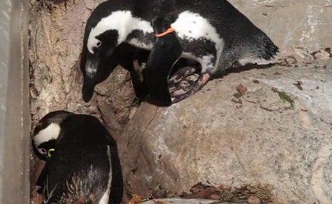 同性難道就沒有真愛？非洲同性戀企鵝分開後另尋歡好