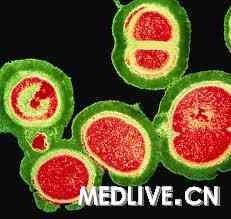 研究揭示葡萄球菌大流行遺傳基礎