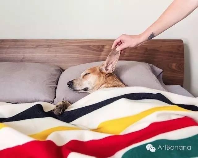 狗狗和攝影師在一起，結果當然是被玩兒壞了