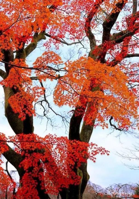 驚掉下巴!日本人為啥爭先恐後吃樹葉?