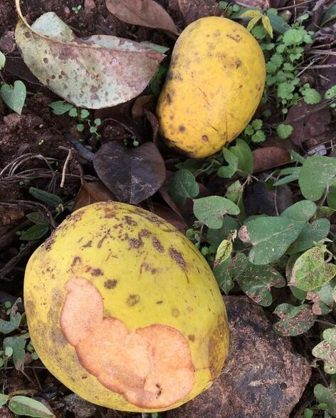 郊外遊玩發現一果樹,果子很像芒果,咬一口笑哭了