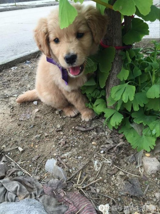 這狗糧是鹹的，狗狗能吃嗎？求大神指教！