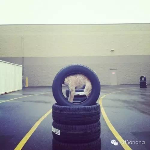 狗狗和攝影師在一起，結果當然是被玩兒壞了