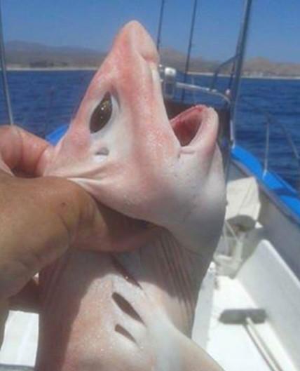 小伙海上釣魚釣到奇怪生物，酷似「外星怪物」！