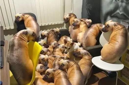 狗狗將自己的狗狗放在抱枕堆里，狗狗的表情也是逆天