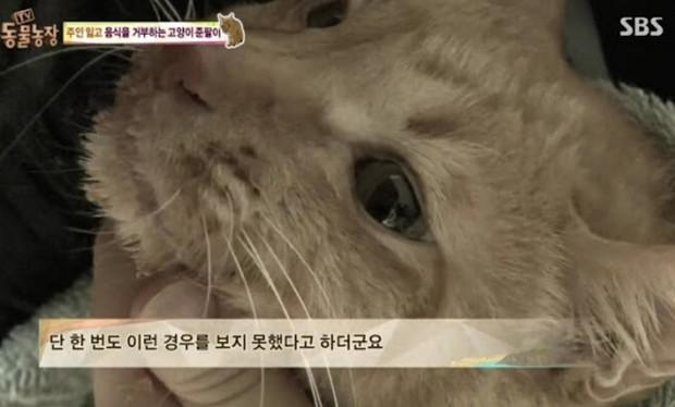 韓國綜藝展示出：棄養對於貓咪帶來的傷害！