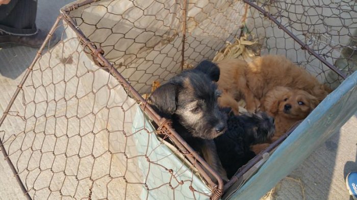 實拍膠東農村狗市，拉布拉多、泰迪、京巴應有盡有