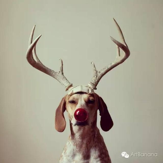 狗狗和攝影師在一起，結果當然是被玩兒壞了