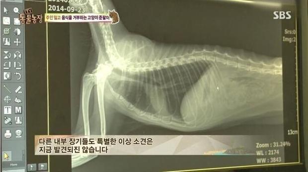 韓國綜藝展示出：棄養對於貓咪帶來的傷害！