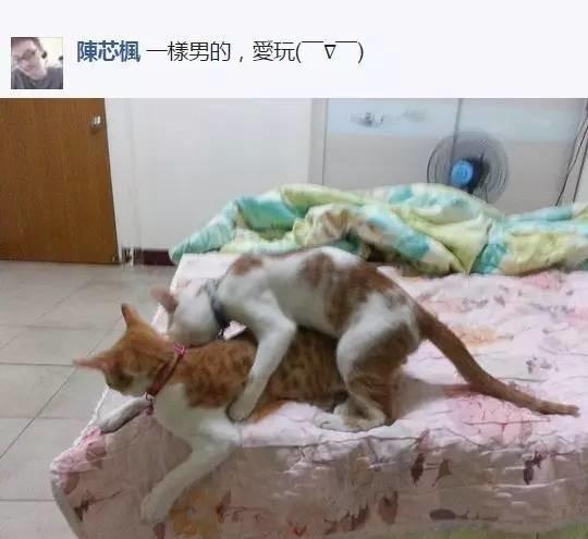網友分享她家兩貓在做不可描述的事，其他網友就