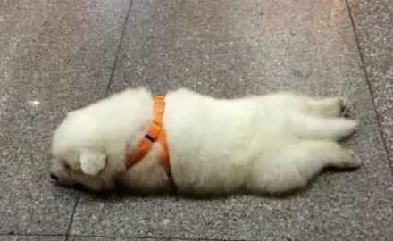 薩摩寶寶躺在地上一動不動，最後看到告示牌我笑噴了