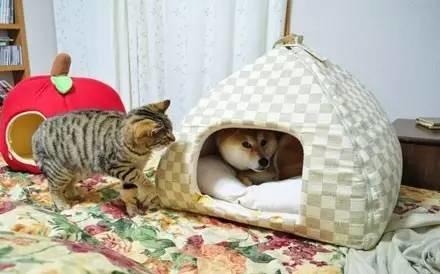 忍不住對比了一下，柴犬和哈士奇的差別待遇啊！