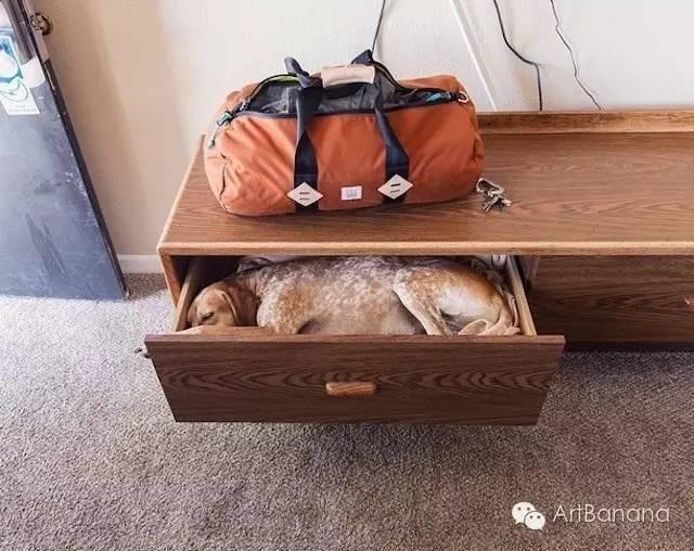 狗狗和攝影師在一起，結果當然是被玩兒壞了