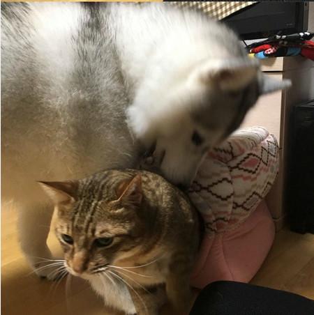 忍不住對比了一下，柴犬和哈士奇的差別待遇啊！