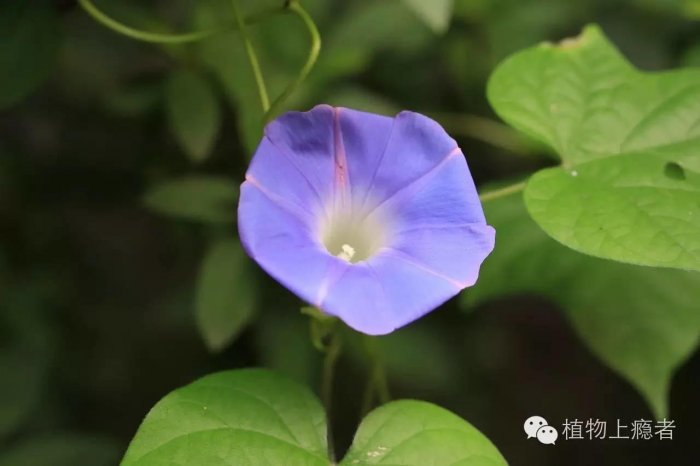 一朵牽牛花，一抹阿拉伯藍