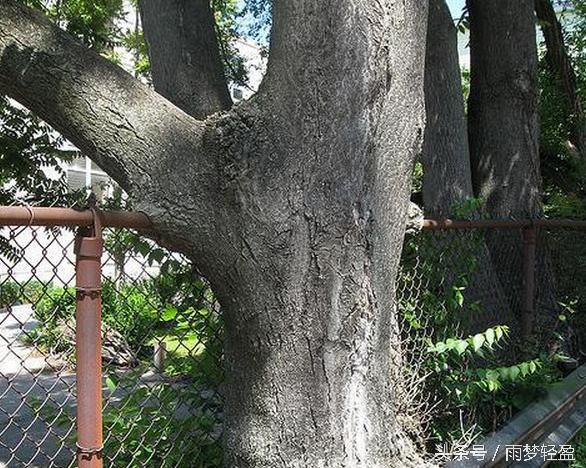 实拍世界各处吞噬着一切的恐怖「树妖」