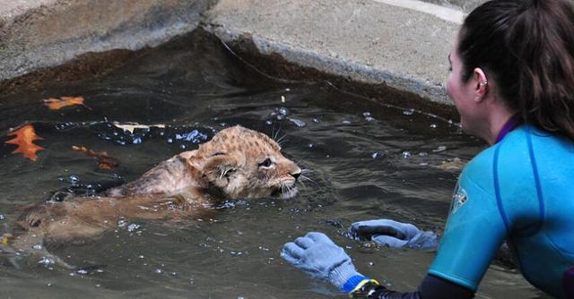飼養員培養幼獅學游泳，涉水幼獅樣子萌萌噠，甚是討人喜愛