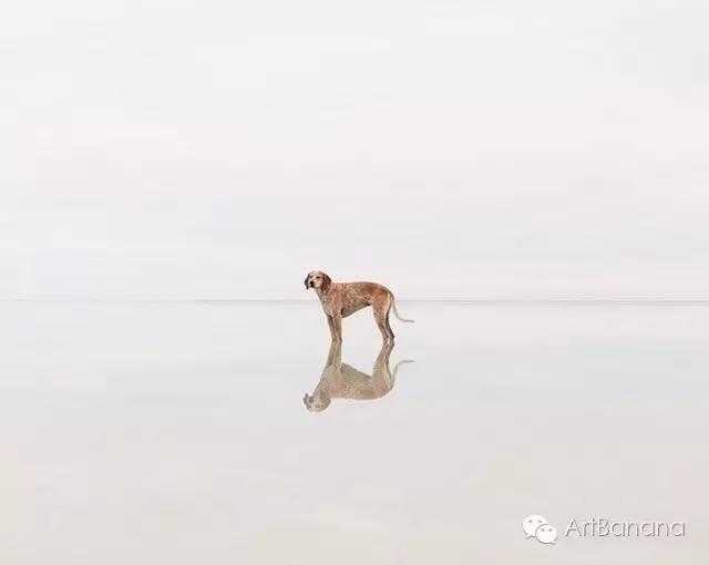 狗狗和攝影師在一起，結果當然是被玩兒壞了