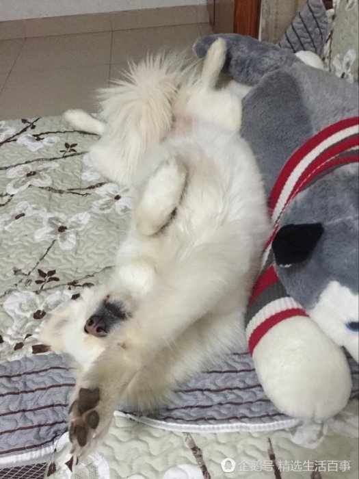 狗狗都一個禮拜沒吃飯了，要成仙嗎？