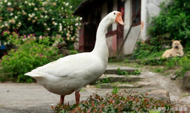 老農民得癌症沒錢看病,用偏方死馬當活馬醫,如今已是健康人