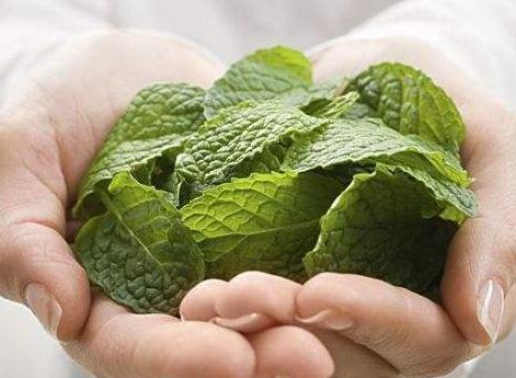 一片葉子是口臭「死對頭」，泡水喝，3分鐘改善口氣，生活無尷尬