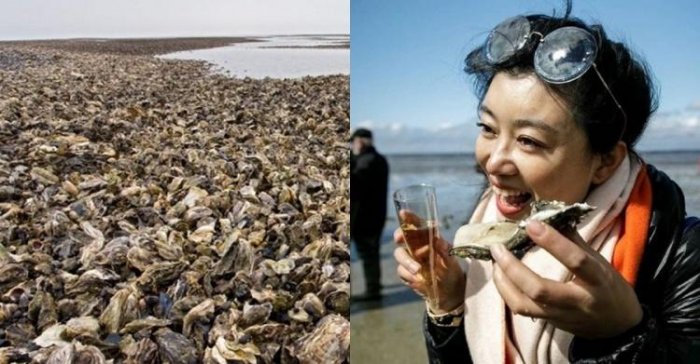 瀕臨生態浩劫!丹麥海岸爬滿生蠔...政府「引進這個後」竟完美解決?台灣福壽螺有救了