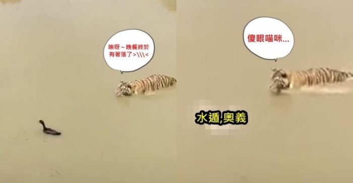 準備要撲上去了！肥鴨突然尻出「水遁奧義」...網友笑翻：猛虎秒變傻眼貓咪 (影)