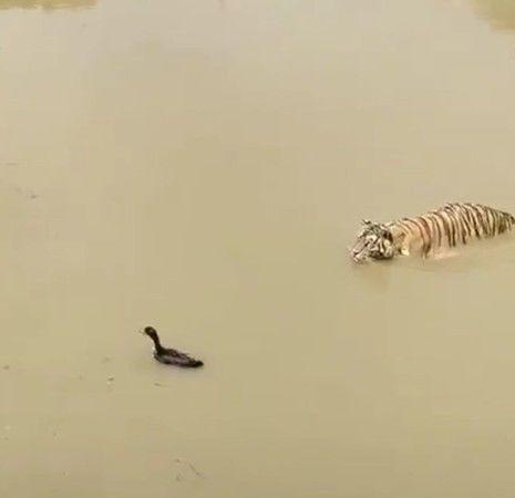 準備要撲上去了！肥鴨突然尻出「水遁奧義」...網友笑翻：猛虎秒變傻眼貓咪 (影)