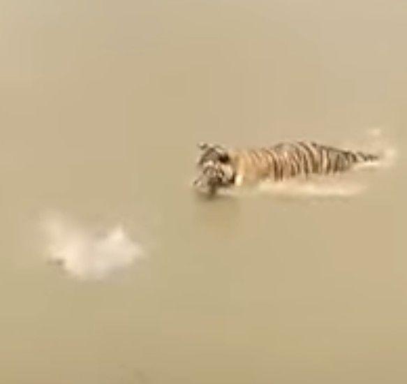 準備要撲上去了！肥鴨突然尻出「水遁奧義」...網友笑翻：猛虎秒變傻眼貓咪 (影)