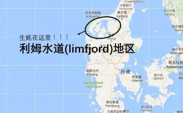 瀕臨生態浩劫!丹麥海岸爬滿生蠔...政府「引進這個後」竟完美解決?台灣福壽螺有救了