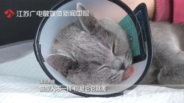 恐怖主人變調的愛！帶貓割雙眼皮「變這樣」