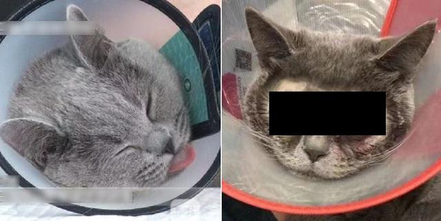 恐怖主人變調的愛！帶貓割雙眼皮「變這樣」