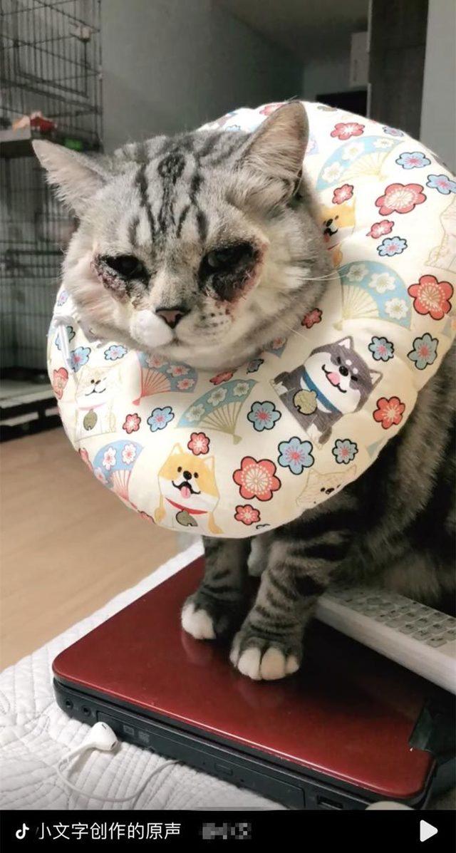 恐怖主人變調的愛！帶貓割雙眼皮「變這樣」